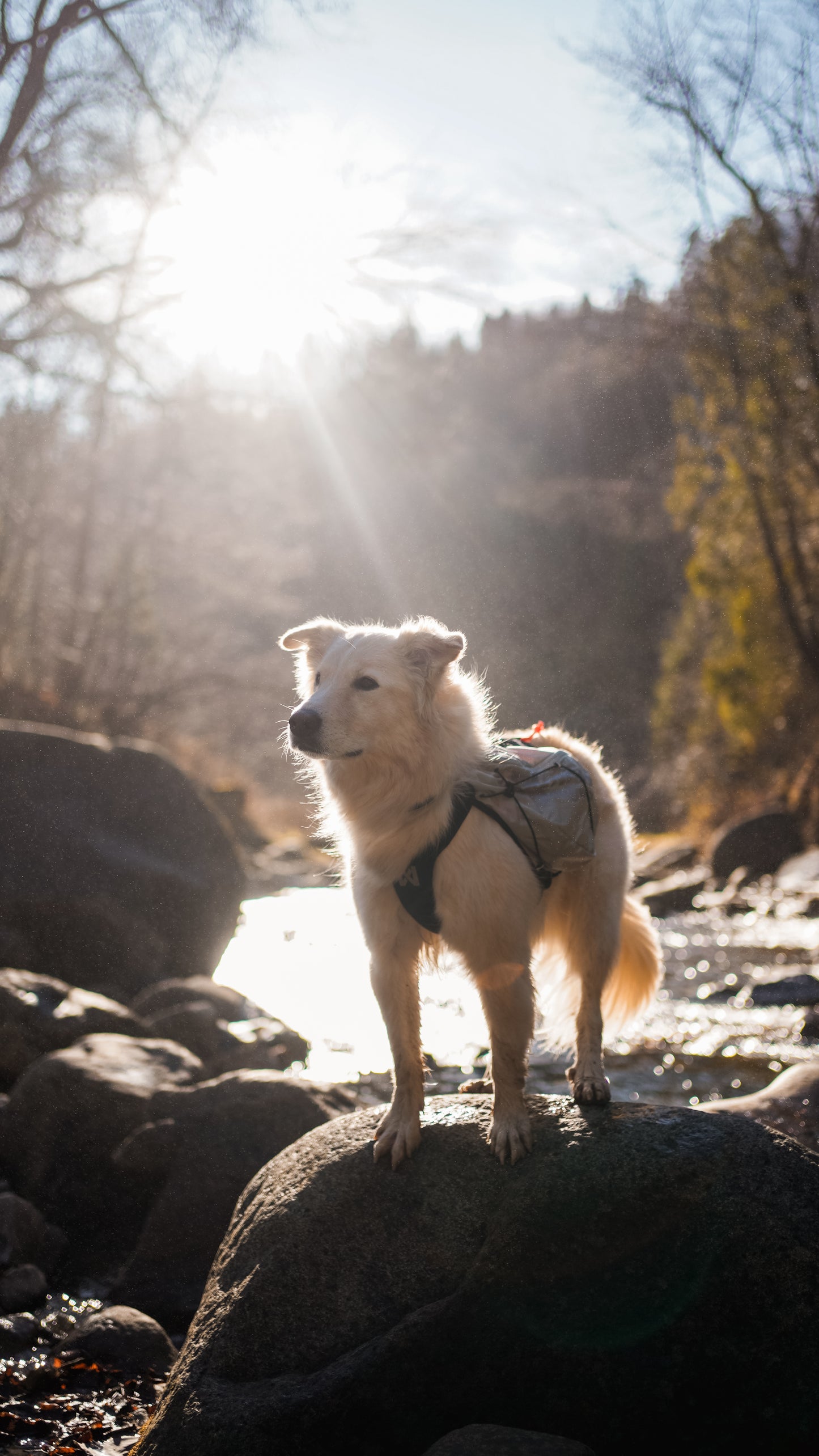 Trail light dog backpack 犬用登山リュック