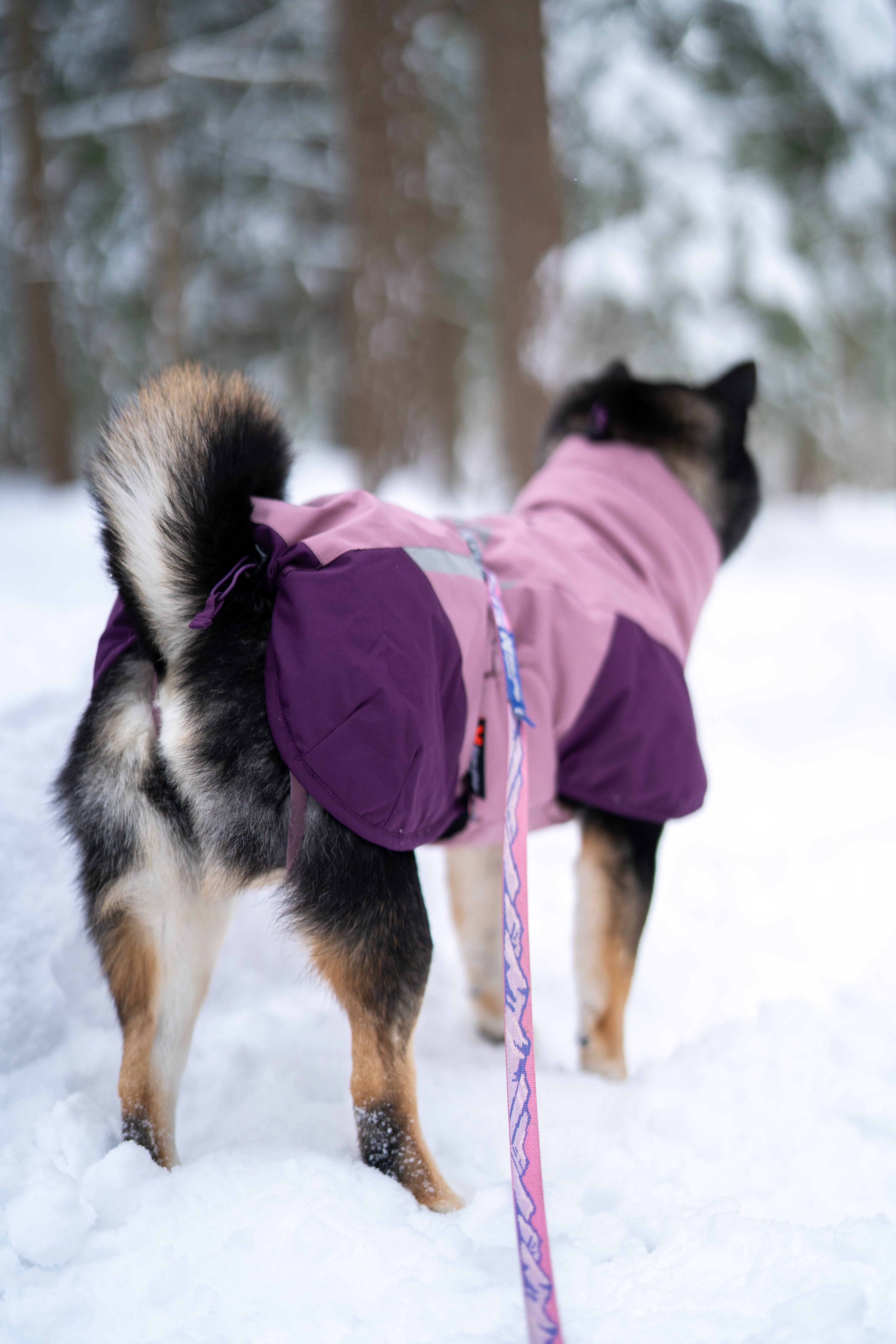 Glacier jacket 3.0 寒さや雨でも動きを妨げない、アクティブドッグの