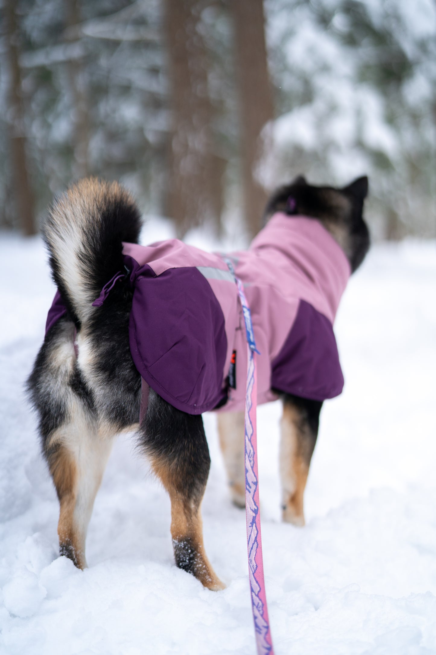 Glacier jacket 3.0 寒さや雨でも動きを妨げない、アクティブドッグのための高機能防寒ジャケット