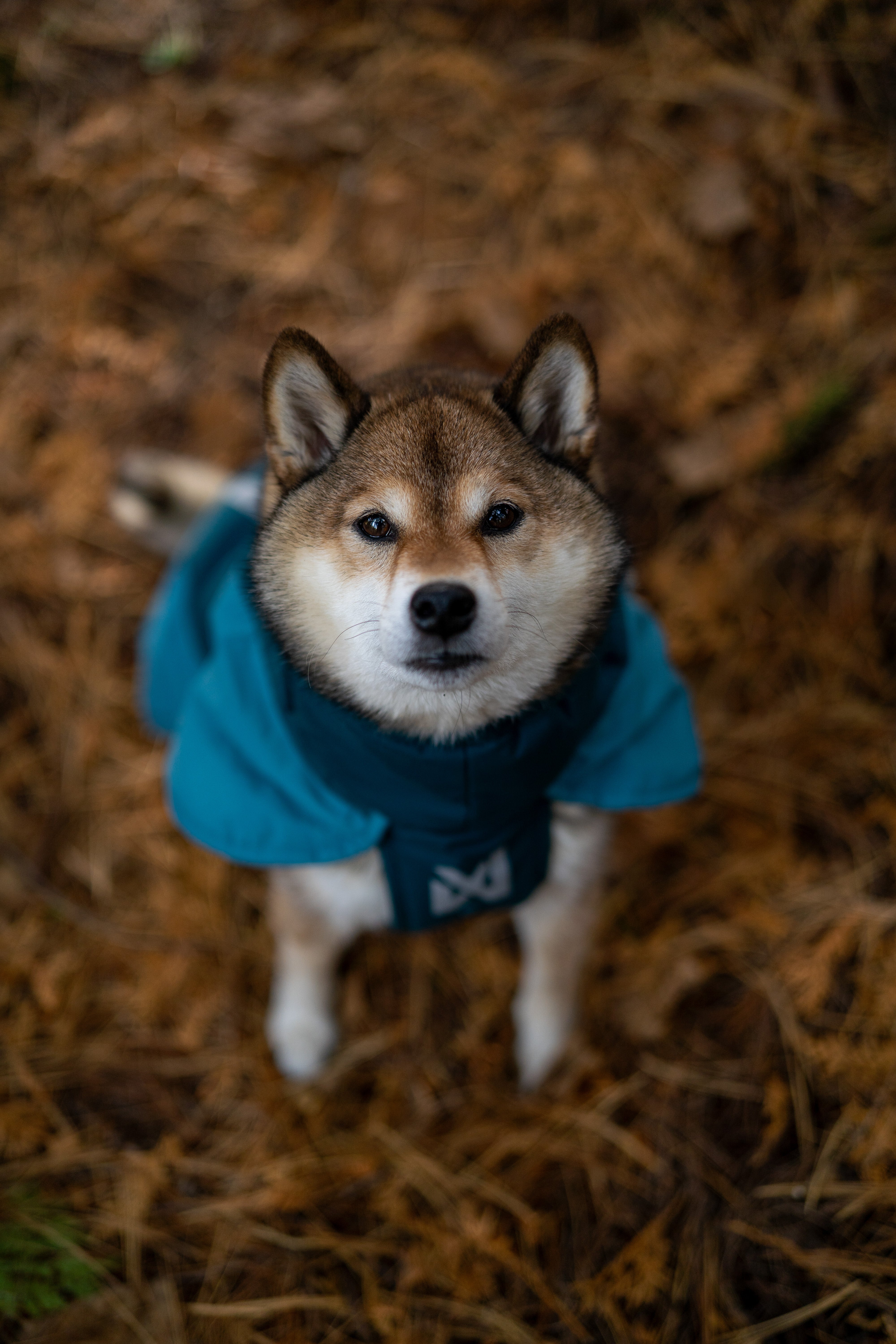 Glacier jacket 3.0 寒さや雨でも動きを妨げない、アクティブドッグの