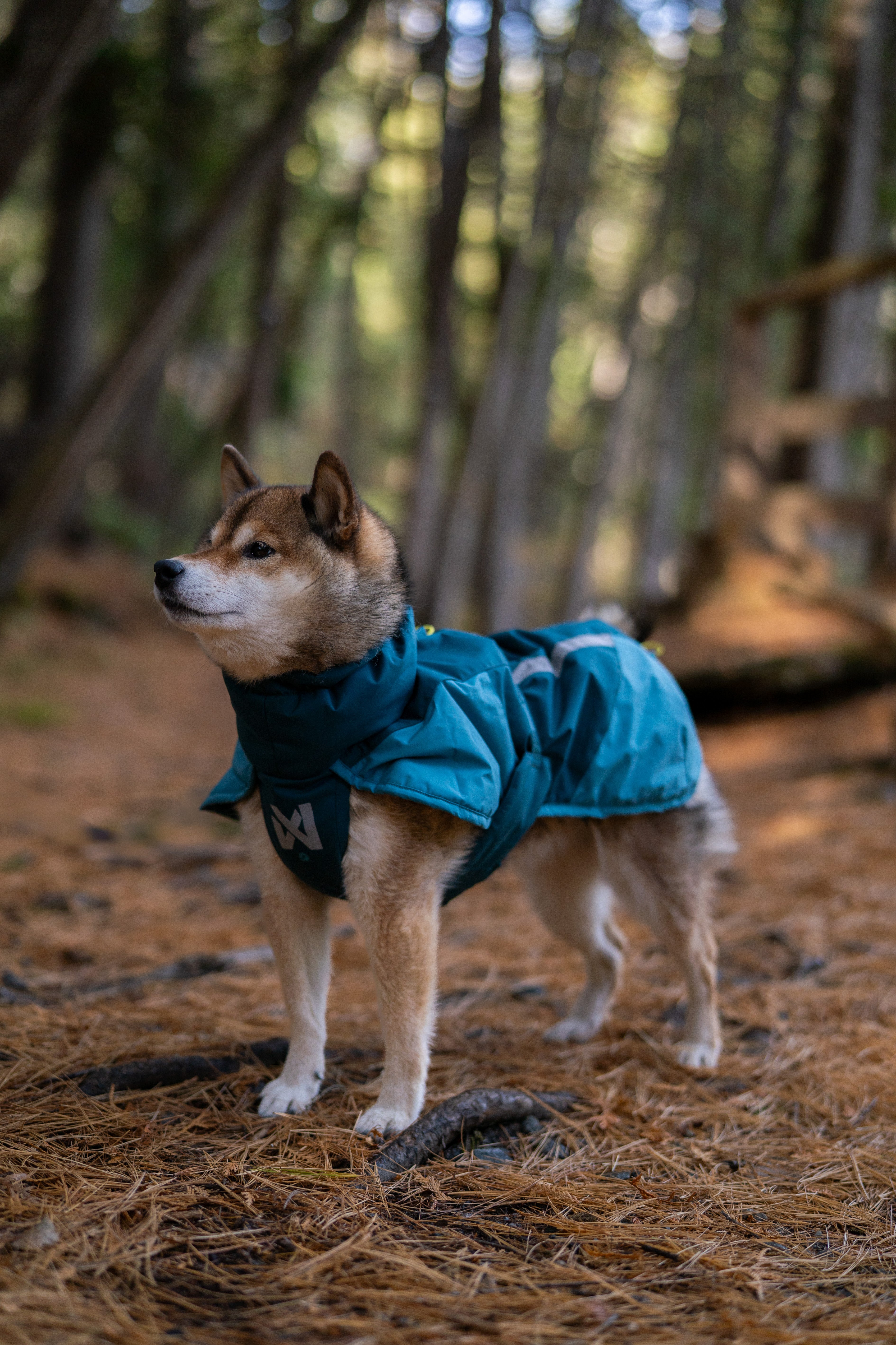 Glacier jacket 3.0 寒さや雨でも動きを妨げない、アクティブドッグの