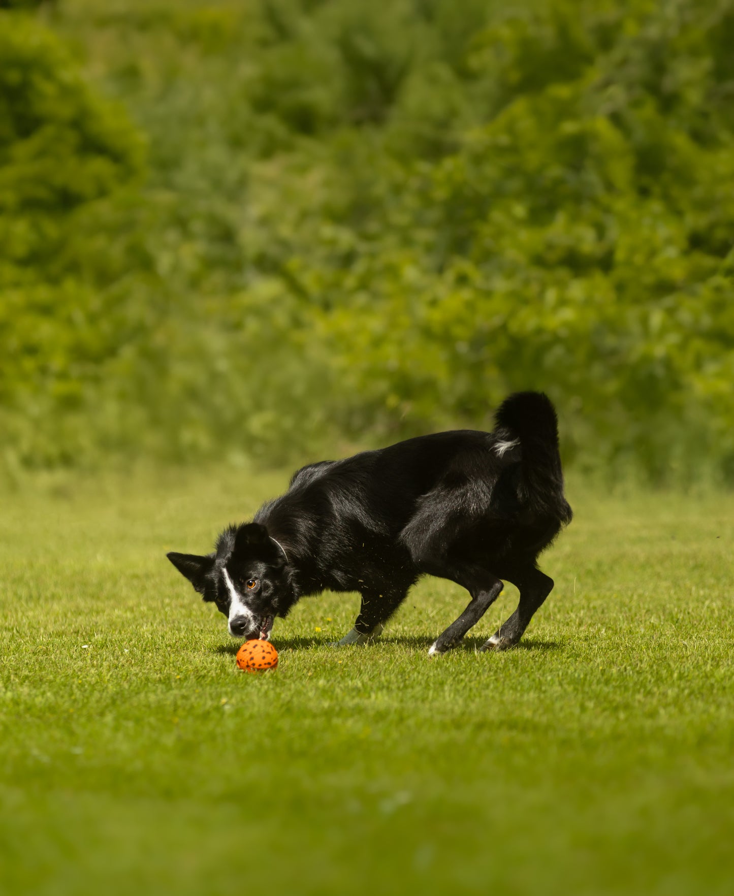 Dog ball ドッグボール