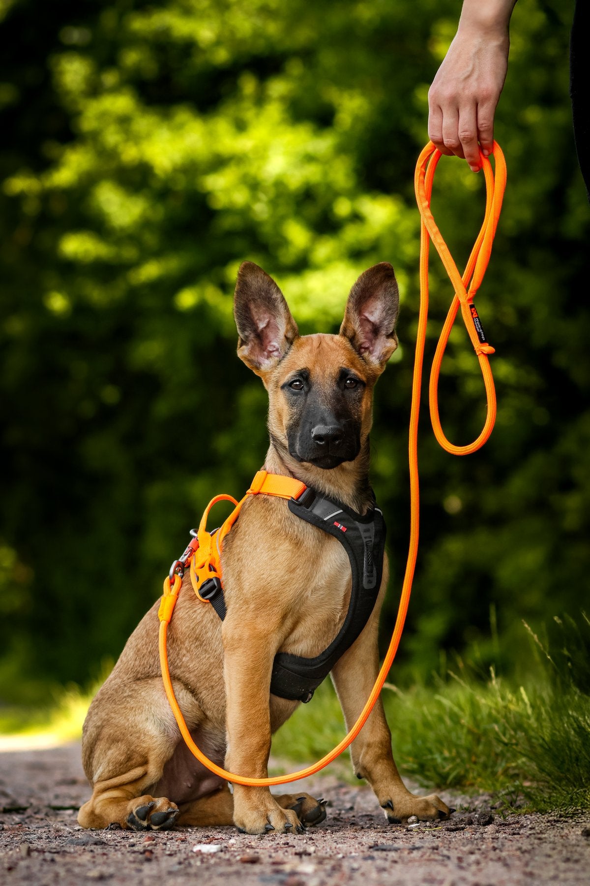 毎日の散歩に高耐久リード Trekking rope leash