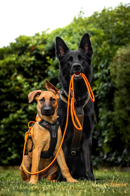 毎日の散歩に高耐久リード Trekking rope leash