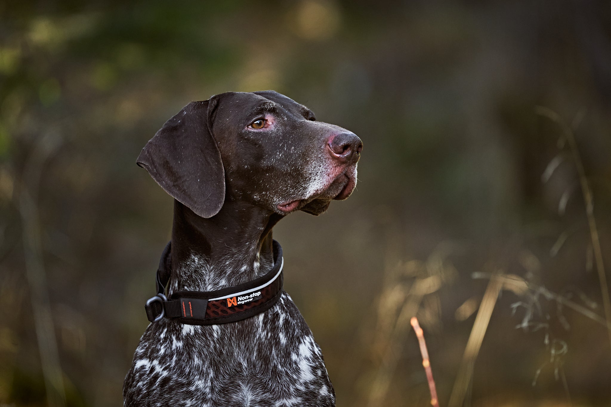 Rock collar 3.0 テクニカルな犬用首輪 – イヌと何でも楽しむ委員会