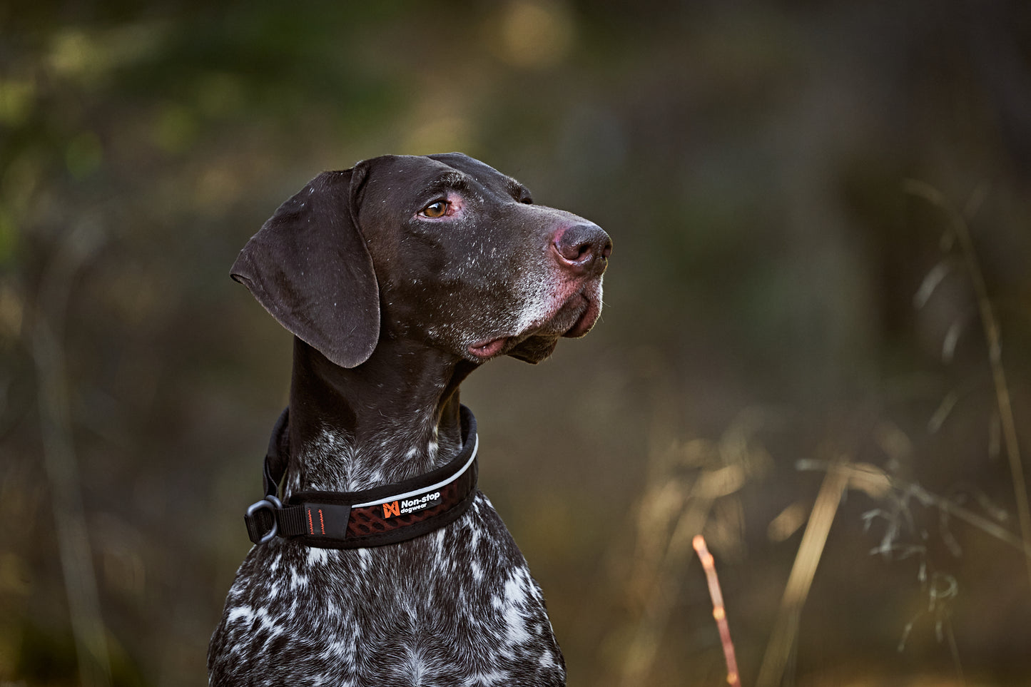 Rock collar 3.0 テクニカルな犬用首輪