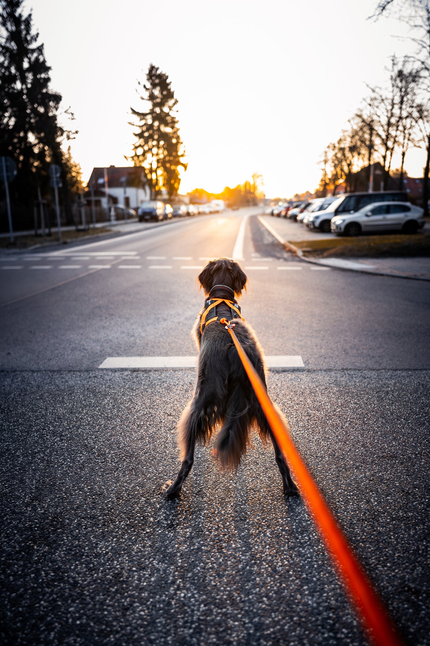 犬用ハーネス 普段使いからカニクロスまで可ハーネス Rush harness【即日発送】