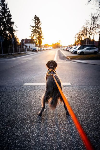 犬用ハーネス 普段使いからカニクロスまで可ハーネス Rush harness【即日発送】