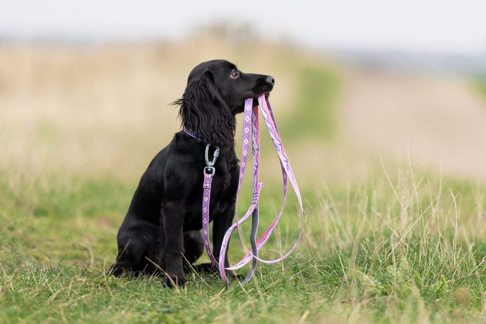 山岳風景カラー コラボ商品 Trail quest collar Rachel Pohl edition