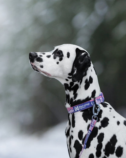 山岳風景カラー コラボ商品 Trail quest collar Rachel Pohl edition