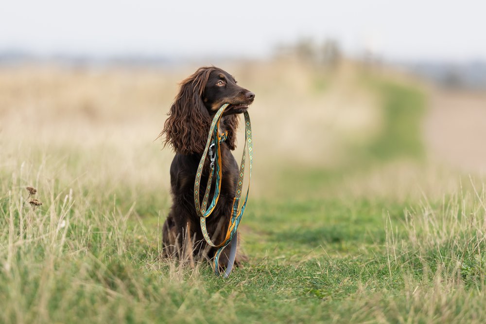 山岳風景カラー コラボ商品 Trail quest collar Rachel Pohl edition