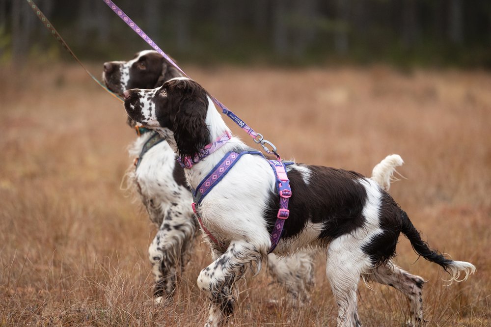 山岳風景カラー コラボ商品 Trail quest collar Rachel Pohl edition