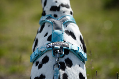 頭を通さず装着 犬用ハーネス Trekking Line harness CLIP'N™