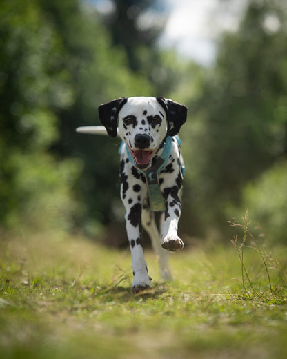 頭を通さず装着 犬用ハーネス Trekking Line harness CLIP'N™