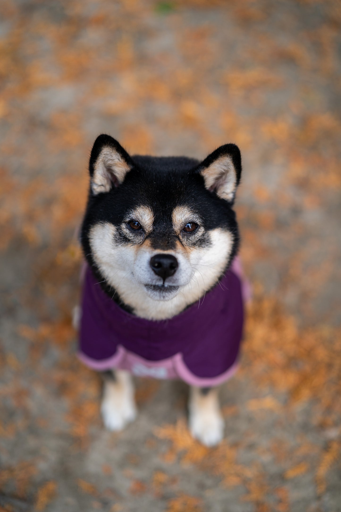 Fjord raincoat 2.0 全天候型ドッグレインコート