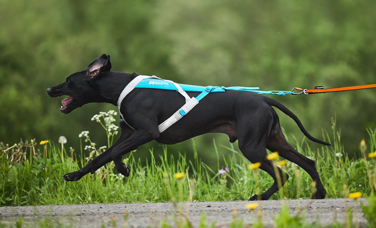 犬用ハーネス 犬の引く力を活かすドッグスポーツ用ハーネス Freemotion Harness 5.0