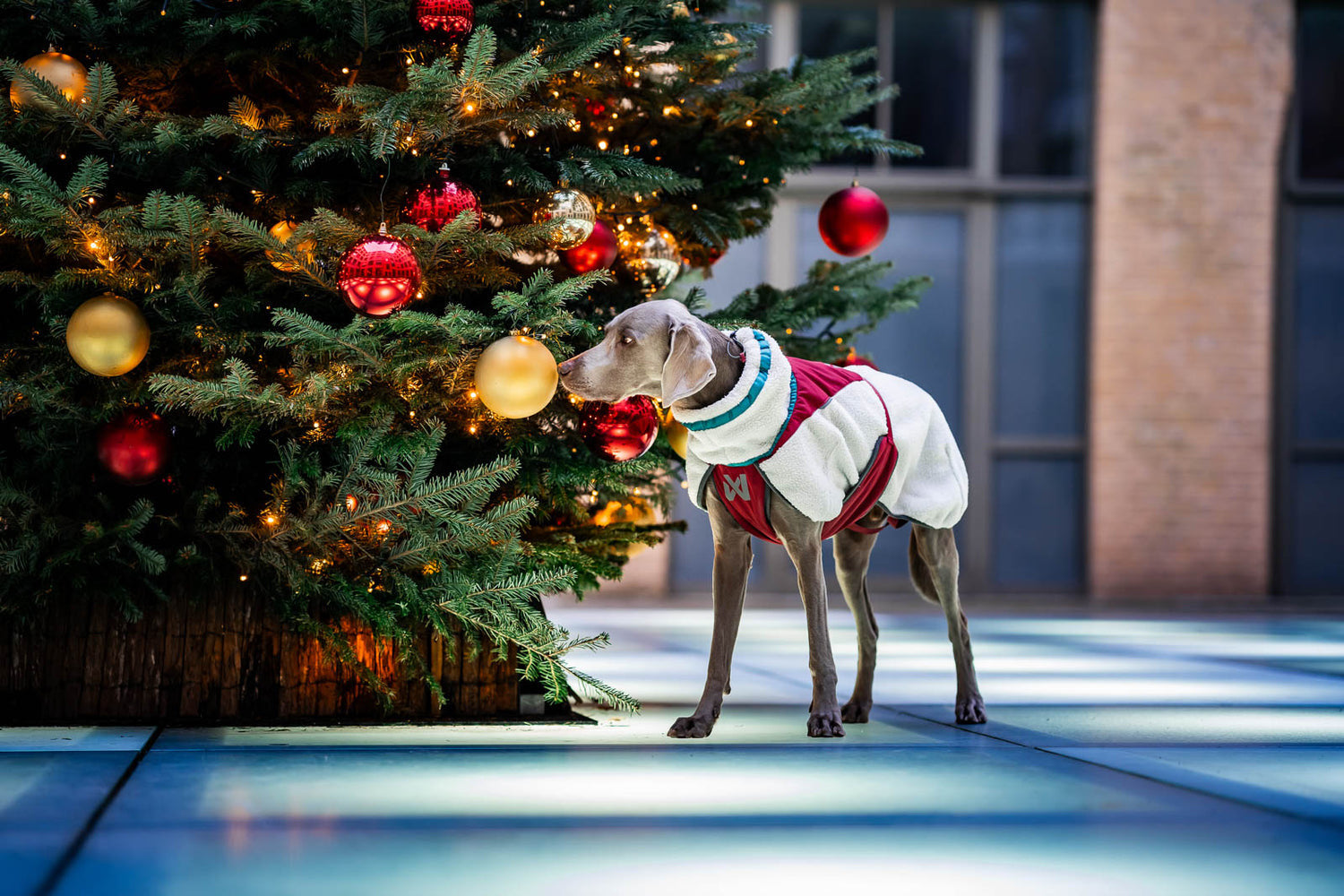 イヌと何でも楽しむ委員会 カニクロス用品専門店 – イヌと何でも楽しむ