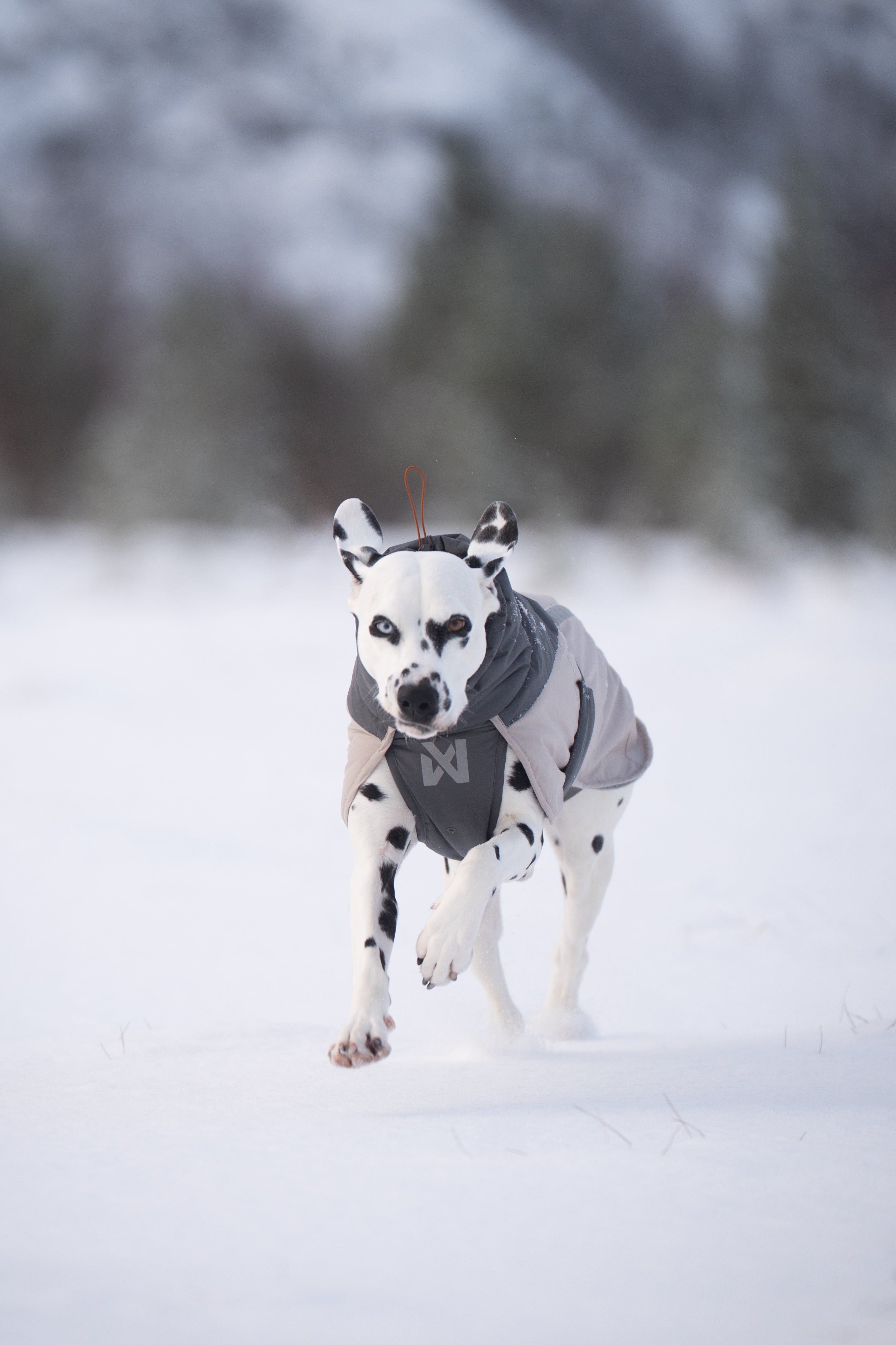 Glacier wool jacket 3.0 極寒でも温かい高機能犬用ジャケット – イヌ