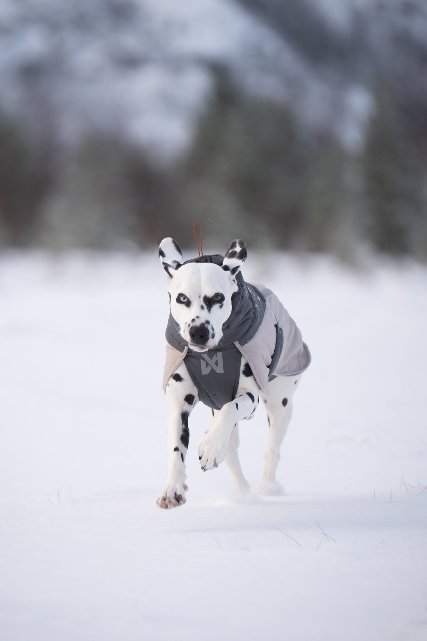 Glacier wool jacket 3.0 極寒でも温かい高機能犬用ジャケット