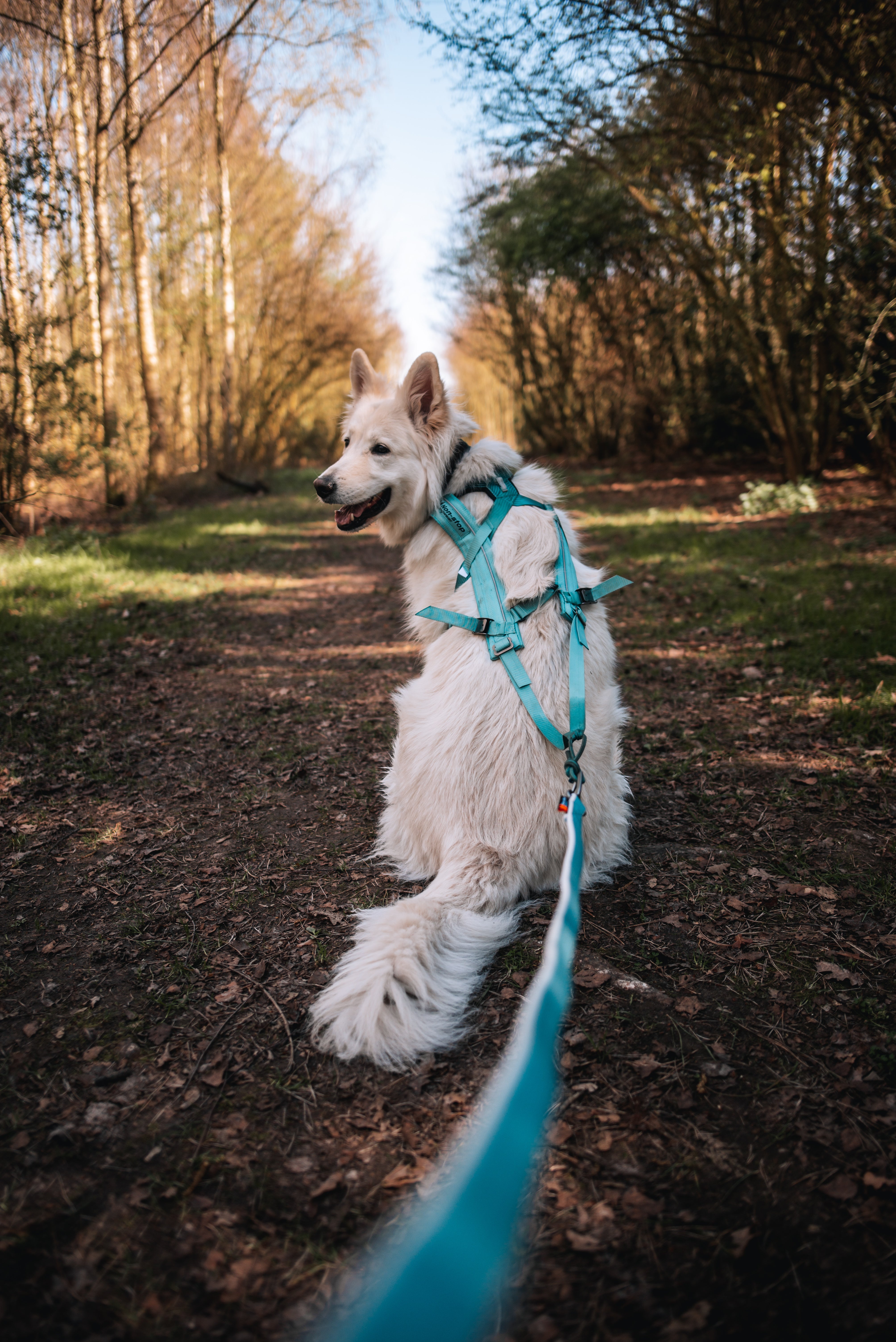 犬用リード カニクロス、バイクジョアリング用リード Bungee leash