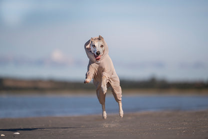 Trail quest fleece overall 寒さに強いアクティブ犬用防寒着