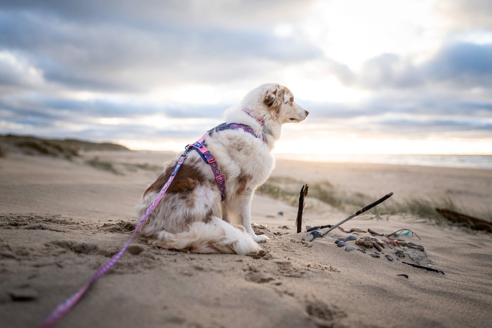 犬用ハーネス 限定コラボ商品！カニクロスにおすすめ Line harness 5.0 Rachel Pohl edition