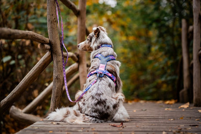 犬用ハーネス 限定コラボ商品！カニクロスにおすすめ Line harness 5.0 Rachel Pohl edition