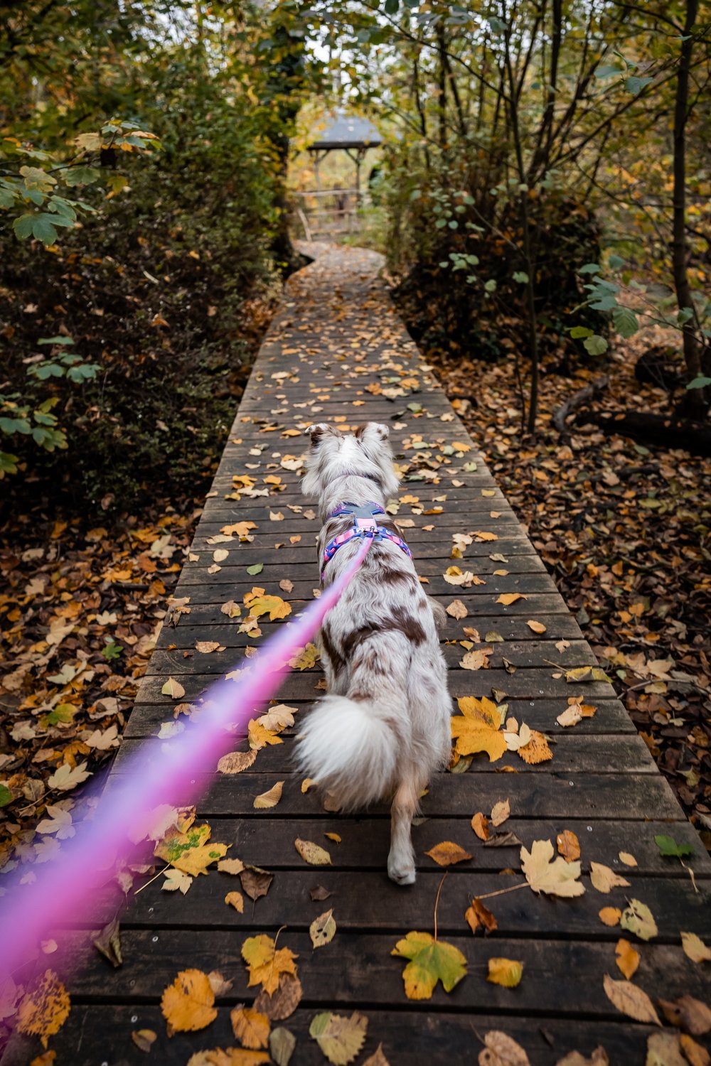犬用ハーネス 限定コラボ商品！カニクロスにおすすめ Line harness 5.0 Rachel Pohl edition