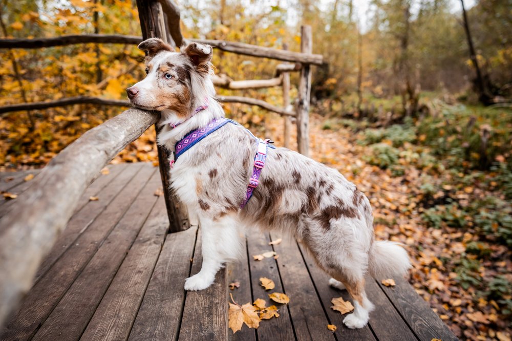 犬用ハーネス 限定コラボ商品！カニクロスにおすすめ Line harness 5.0 Rachel Pohl edition