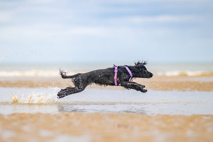 犬用ハーネス 限定コラボ商品！カニクロスにおすすめ Line harness 5.0 Rachel Pohl edition