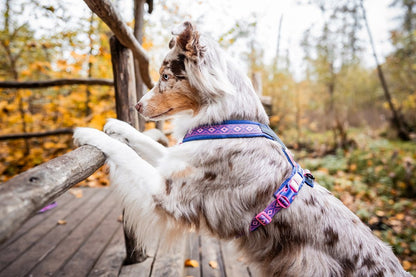 犬用ハーネス 限定コラボ商品！カニクロスにおすすめ Line harness 5.0 Rachel Pohl edition