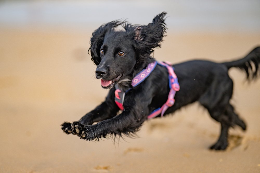 犬用ハーネス 限定コラボ商品！カニクロスにおすすめ Line harness 5.0 Rachel Pohl edition