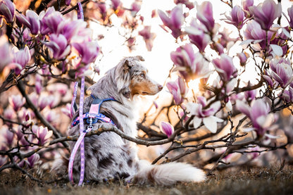 犬用ハーネス 限定コラボ商品！カニクロスにおすすめ Line harness 5.0 Rachel Pohl edition