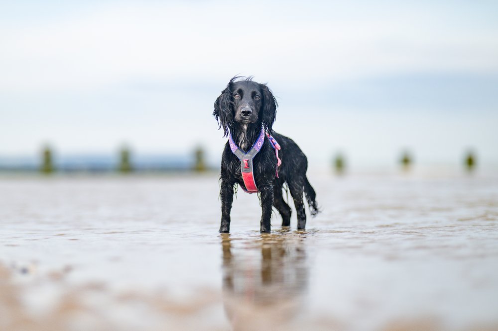 犬用ハーネス 限定コラボ商品！カニクロスにおすすめ Line harness 5.0 Rachel Pohl edition