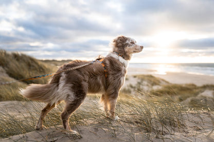 犬用ハーネス 限定コラボ商品！カニクロスにおすすめ Line harness 5.0 Rachel Pohl edition