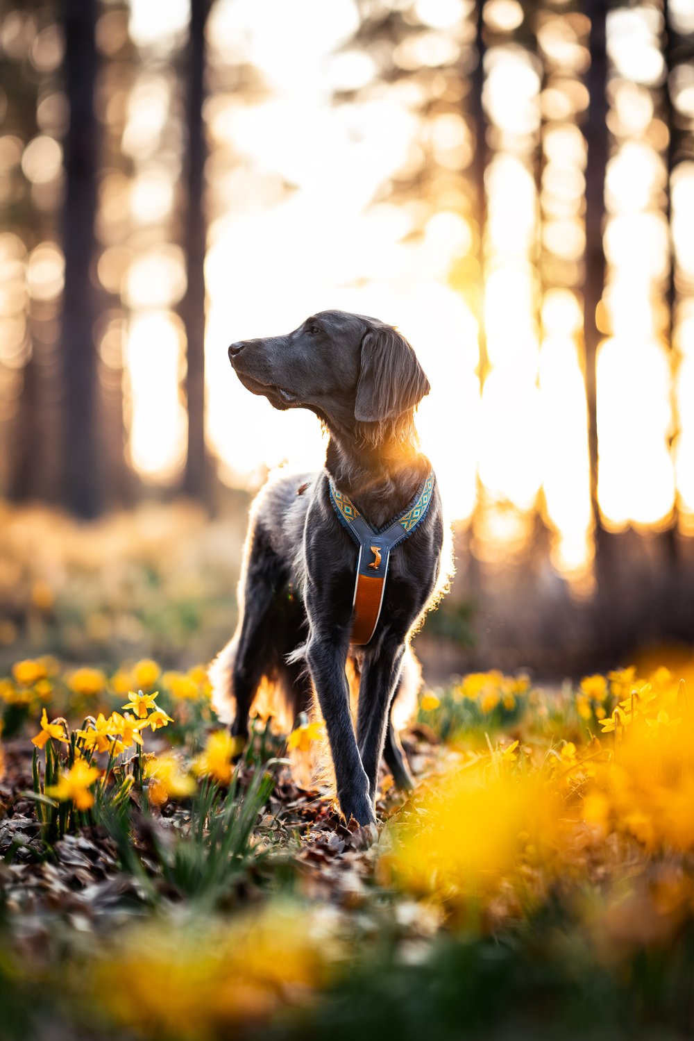 犬用ハーネス 限定コラボ商品！カニクロスにおすすめ Line harness 5.0 Rachel Pohl edition