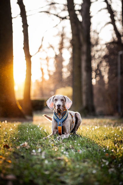 犬用ハーネス 限定コラボ商品！カニクロスにおすすめ Line harness 5.0 Rachel Pohl edition