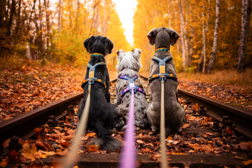 犬用ハーネス 限定コラボ商品！カニクロスにおすすめ Line harness 5.0 Rachel Pohl edition