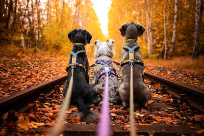 犬用ハーネス 限定コラボ商品！カニクロスにおすすめ Line harness 5.0 Rachel Pohl edition