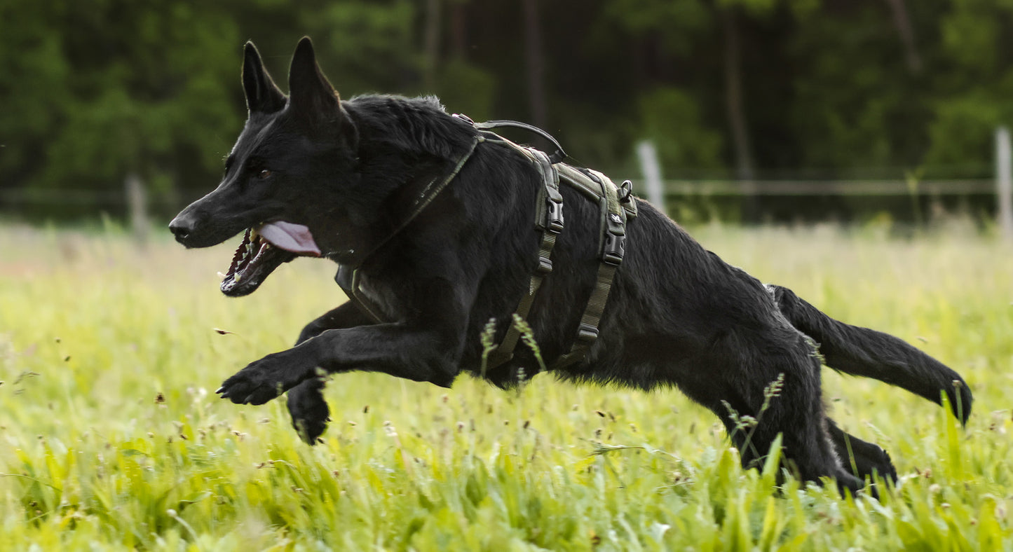 Line harness long WD 大型犬体重重い子に