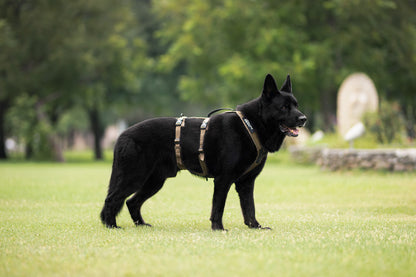 Line harness long WD 大型犬体重重い子に