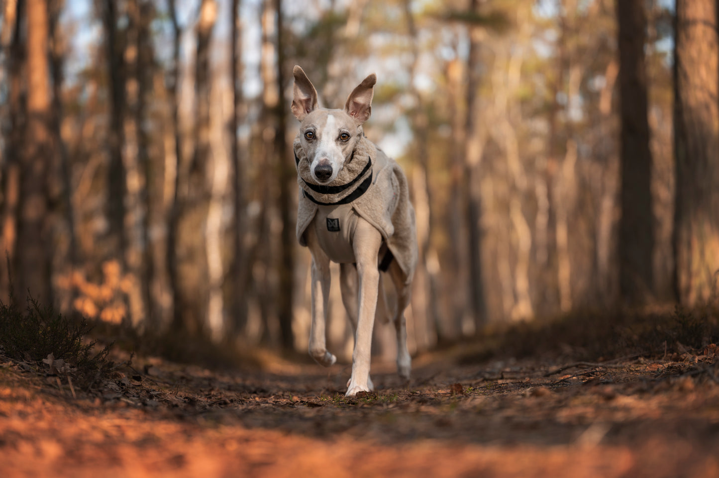 wool dog jacket 雪山・スキー対応 犬用ウールジャケット