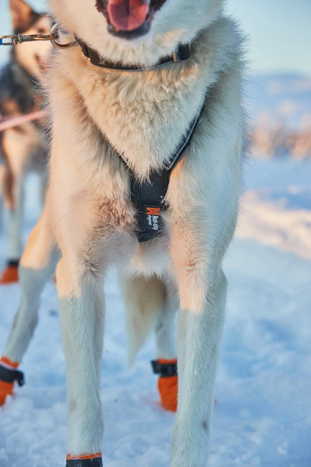 犬ぞり専用ハーネス Nansen nome harness 5.0