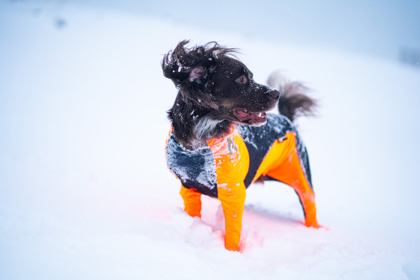 Protector snow 犬用スノーウエア