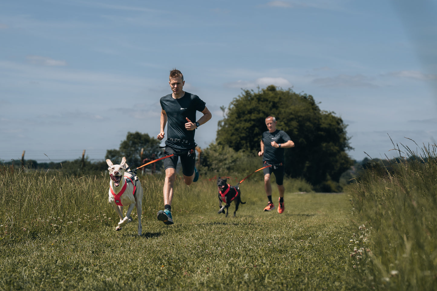 犬用ハーネス 犬の引く力を活かすドッグスポーツ用ハーネス Freemotion Harness 5.0