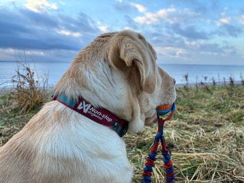 ヨーロッパらしいカラーリング | #1922741