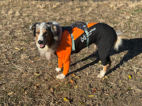 川沿い散歩用 | #1999427