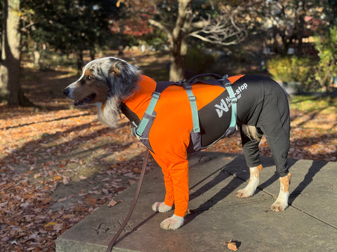 川沿い散歩用 | #1999427