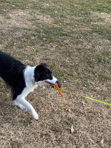 dog ball on rope | #2016196