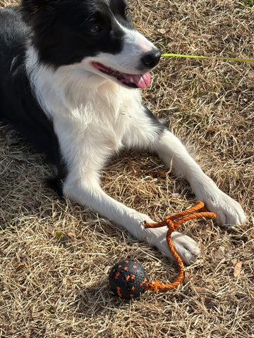 dog ball on rope | #2016196